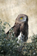 09-4143 Short Toed Eagle Circaetus gallicus Camargue France (Captive)